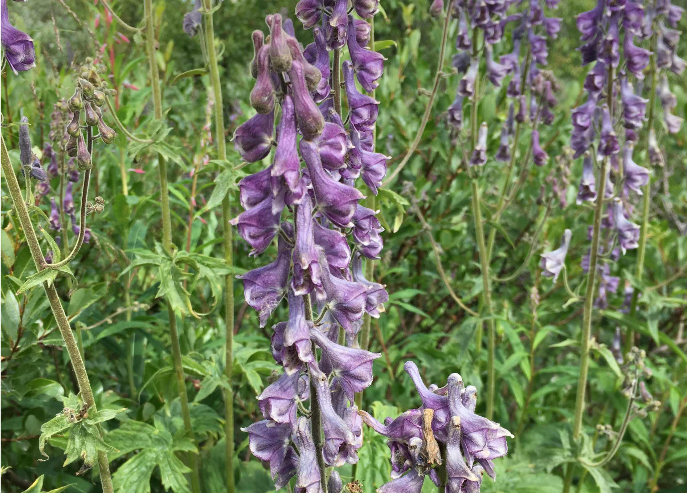 Tyrihjelm har fiolette blomster
