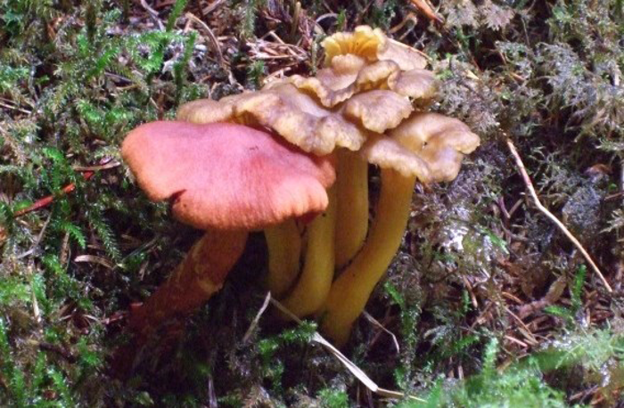 One Deadly webcap in a cluster of Trumpet chanterelles. The mushrooms are similar in color, and can easily be mistanken.