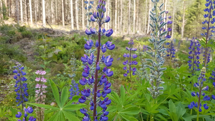 Lupiner i blå farge og  "hårete" belger med frø