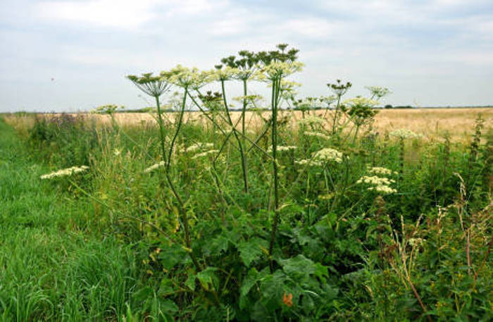 Phototoxic umbellifers