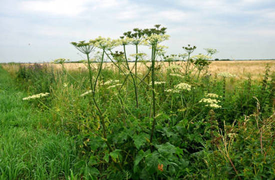 Phototoxic umbellifers