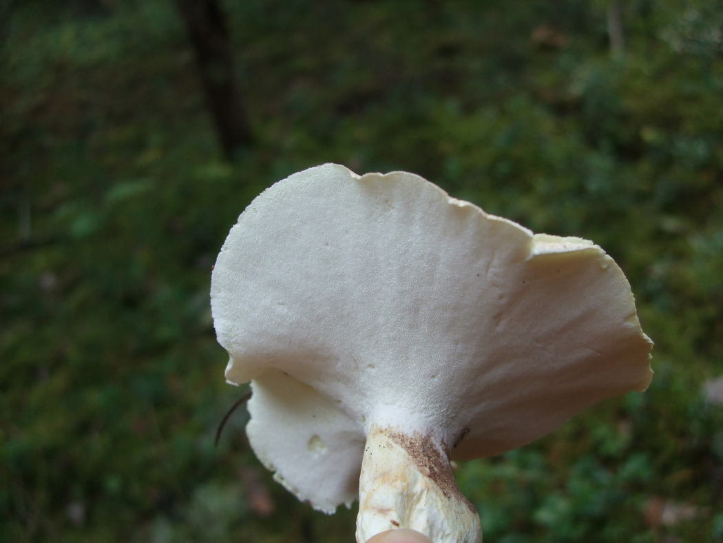 Hvit sopp med en glatt porete overflate under hatten.