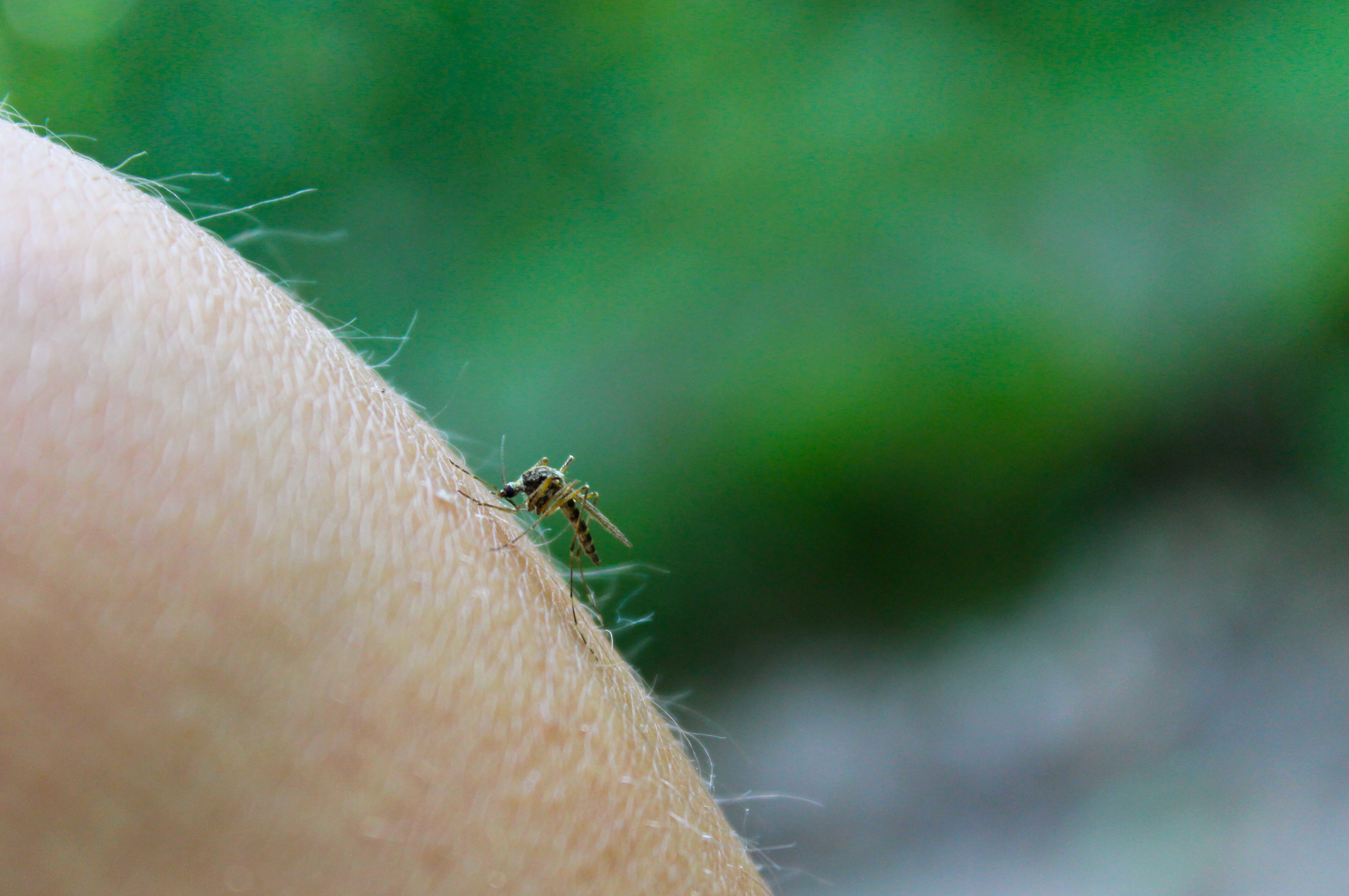 Bilde av mygg på huden til en person