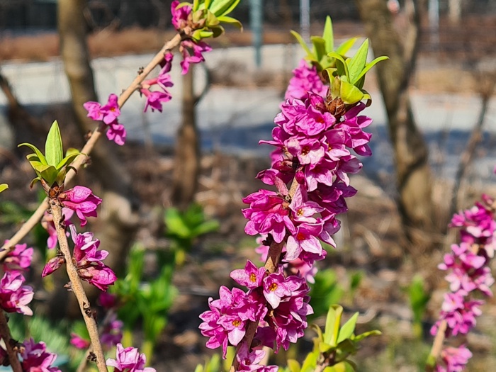 Tybast er en giftig prydplante med små lilla blomster som vokser fra kvisten på våren.