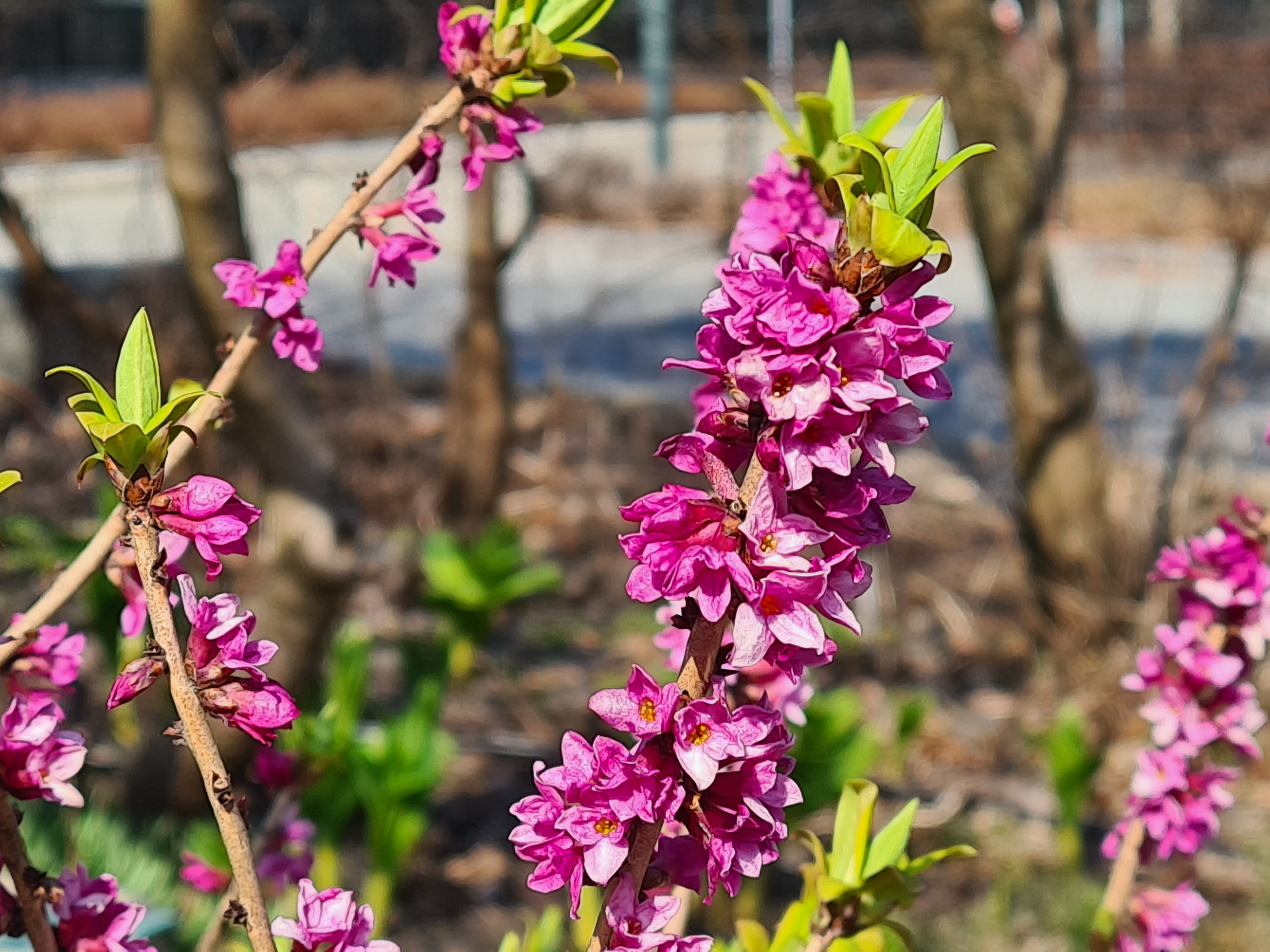 Tybast er en giftig prydplante med små lilla blomster som vokser fra kvisten på våren