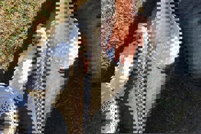 Person with hand in water. Fish with brown spots and stripes and white belly