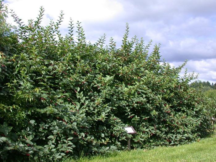 Large and wide shrubs.