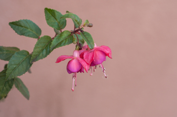 Rosa hengende blomst på kvist med grønne blader 