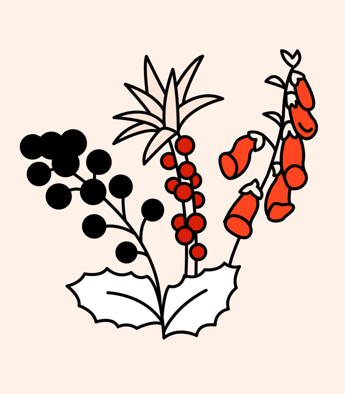 Illustrasjonsbilde av ulike planter og bær