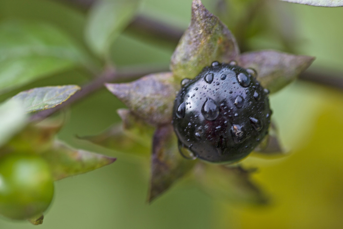 Brunlilla stjerneformet feste med sort bær.