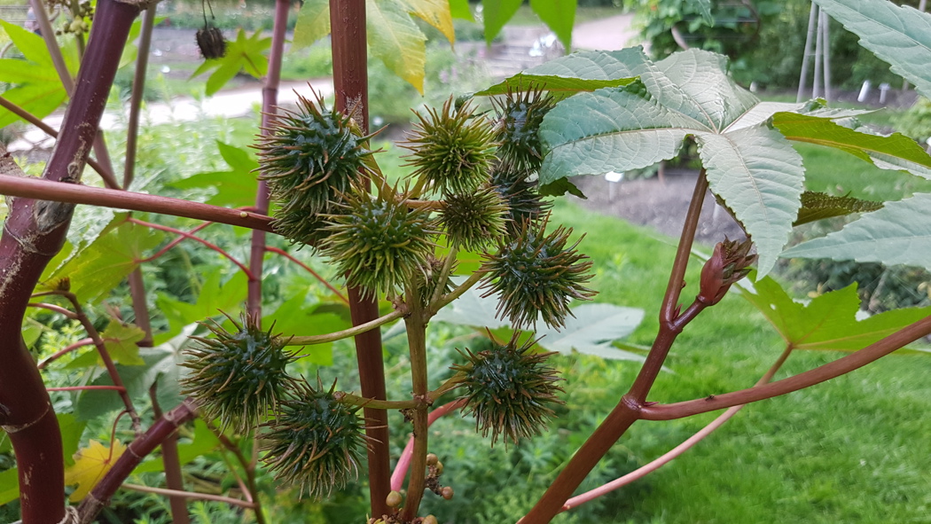 Oljeplante er ein stor, kraftig eittårig plante med grøn eller raudbrun farge som får små blomstrar i klasar, og store frøkapslar med mjuke piggar. 