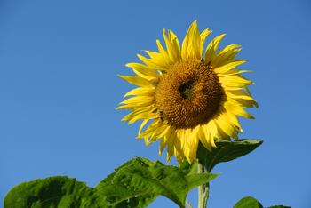 Solsikker er store planter som har gule blader og brunlige rørkroner. 