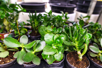 Nærbilete av fleire crassula-planter i potter. Plantene har grøne, tjukke blad med ulik form og storleik.