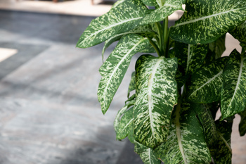 Dieffenbachia-plante med store grøne blad og lyse mønster i blada.