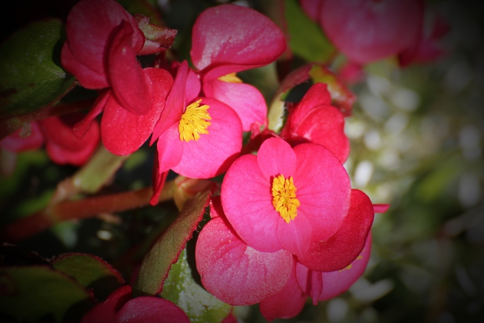 Planten har grønne blader og en rød blomst med gul pollenbærer.