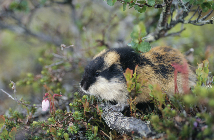 I år med mye lemen og mus i naturen, bør du være ekstra forsiktig med å drikke vann direkte fra naturen.