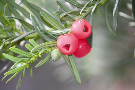 Grønne nåler og røde bær med synlige frø i.