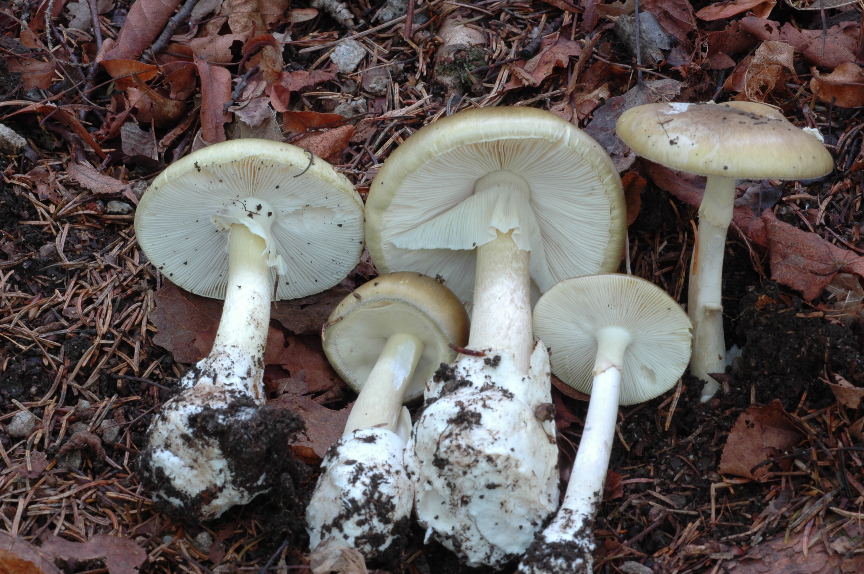 Death caps with white stipes and gills. 