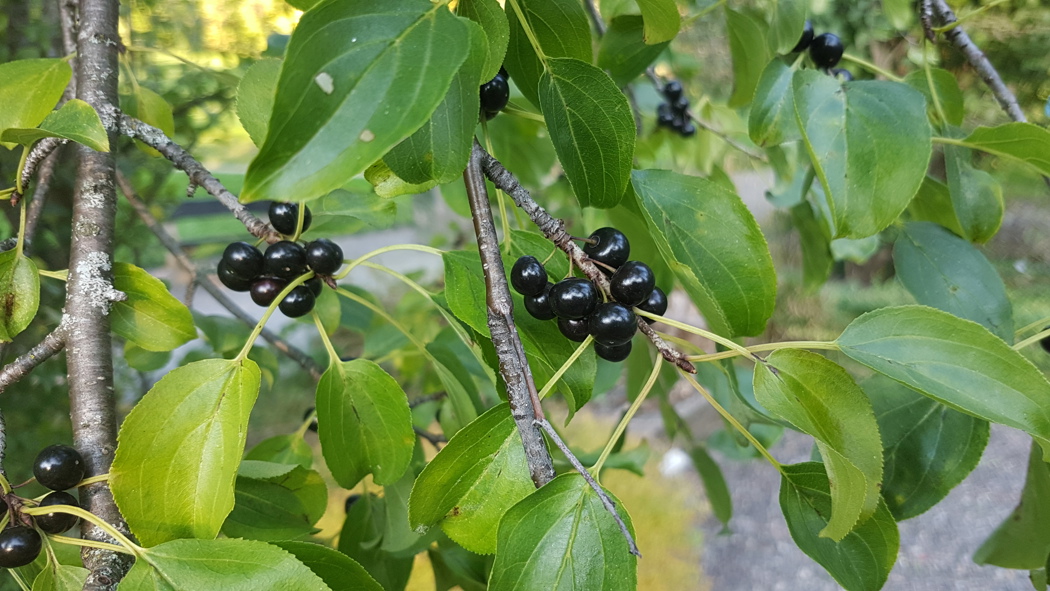 Lysegrå greiner med sorte bær i klynger.
