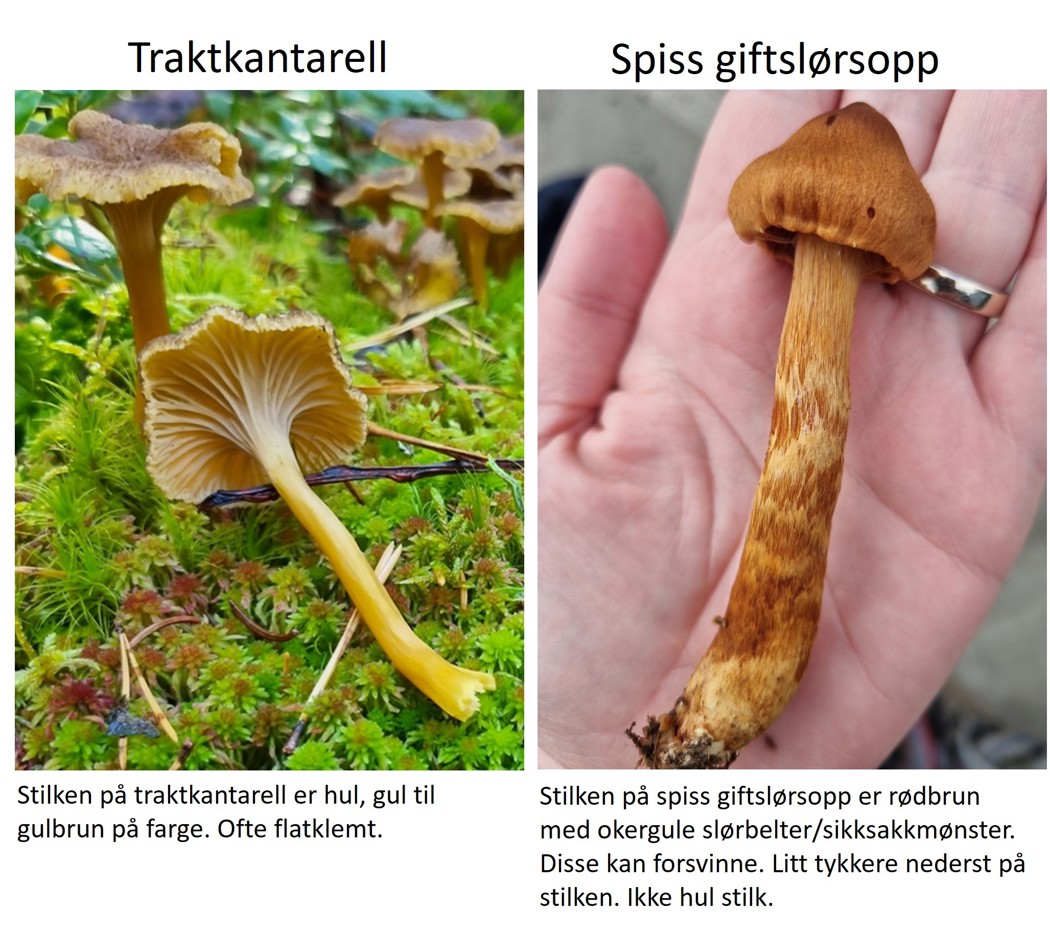 Gulbrun sopp til venstre, revebrun sopp til høyre. Begge ligger på skogbunn.