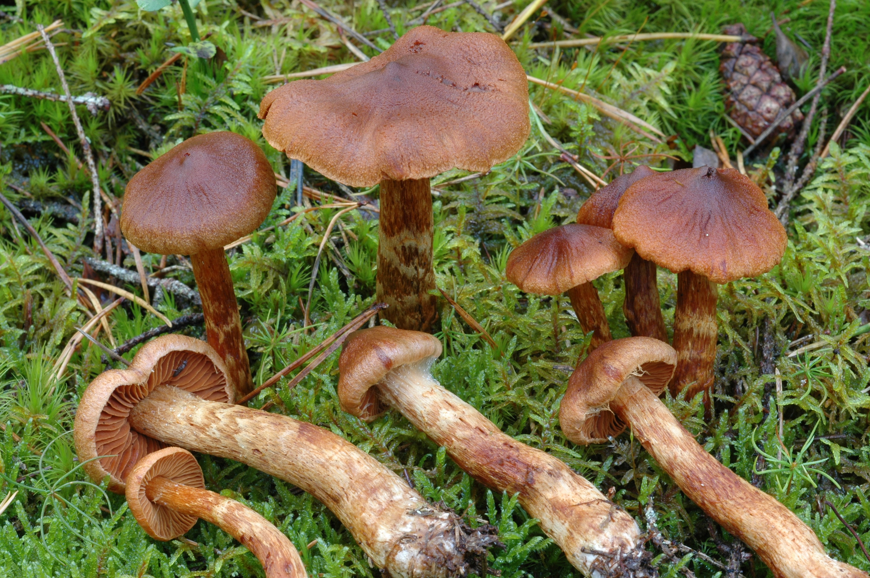 Examples of deadly webcap mushrooms with reddish-brown caps, stipes and gills.