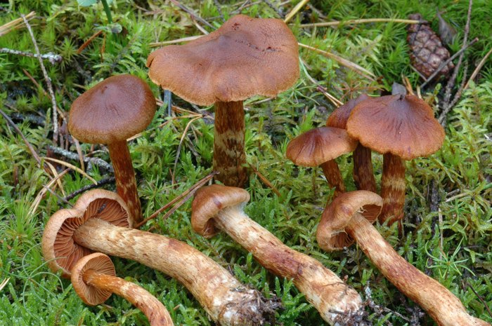 Examples of deadly webcap mushrooms with reddish-brown caps, stipes and gills.