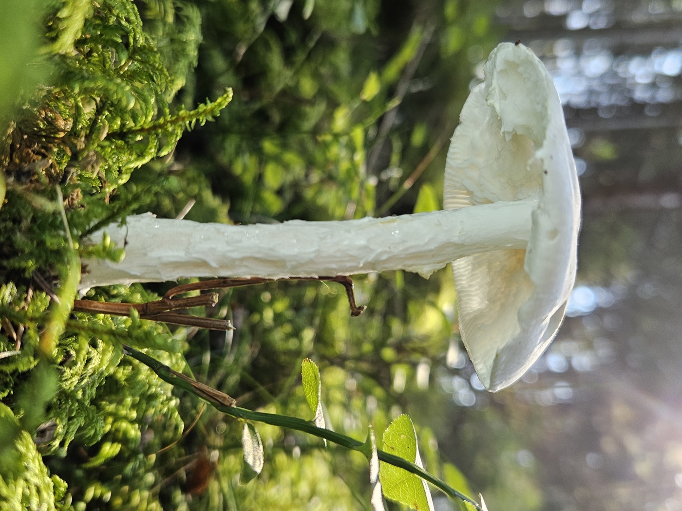 Hvit sopp som vokser på mosebunn i skogen, fotografert nedenfra i mykt sollys med uskarp bakgrunn.