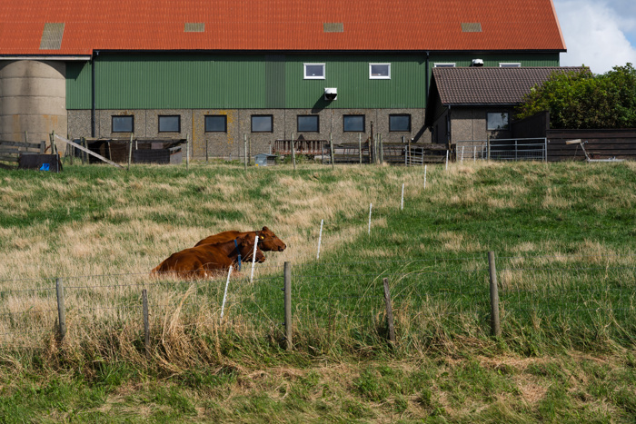 Stor grønn driftsbygning på gård med silotårn. Foran bygningen ligger ett par kyr på et inngjerdet jorde med gress.