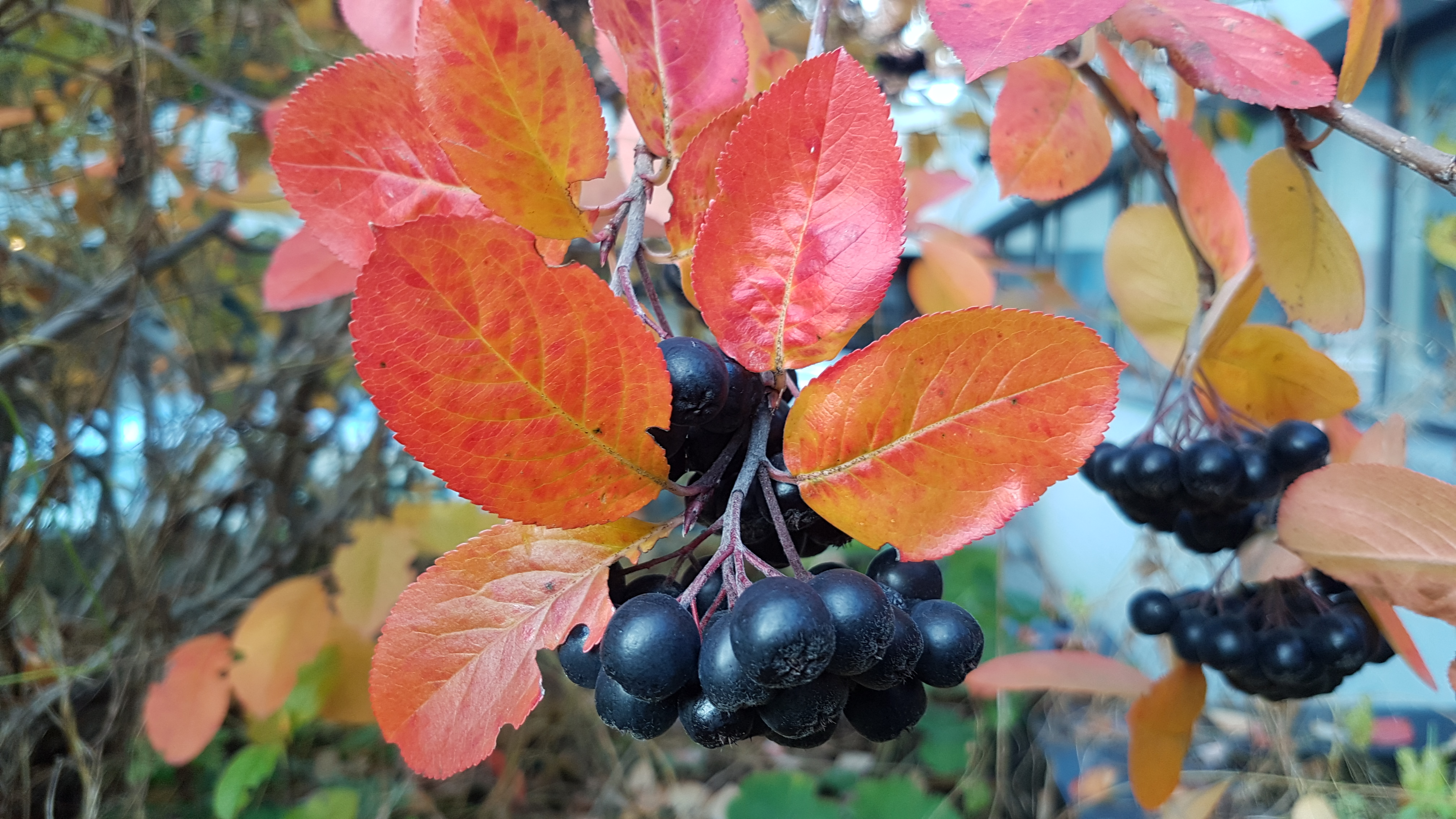 Røde, fint tannete blader med sorte bær.