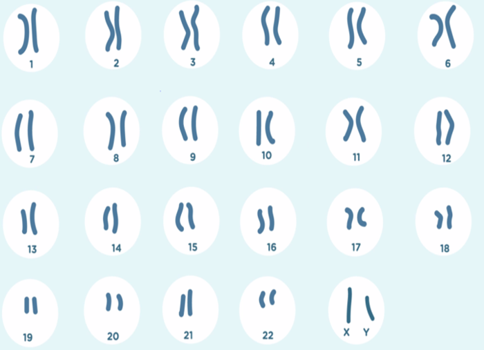 1 pav. Normalus chromosomų skaičius