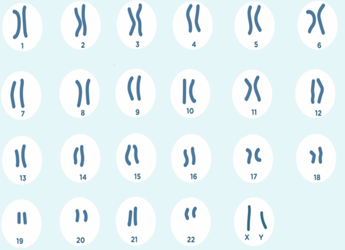 تصویر 1 کروموسومز کی نارمل تعداد