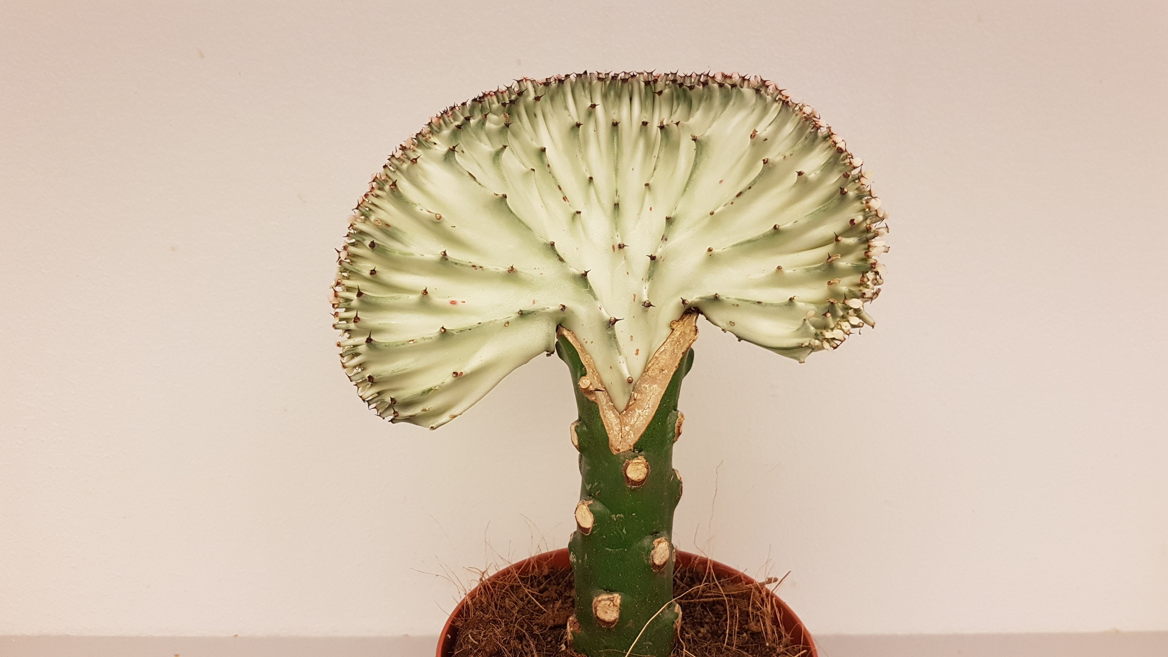 Hvit vifteformet kaktusplante som springer ut ifra grønn rot