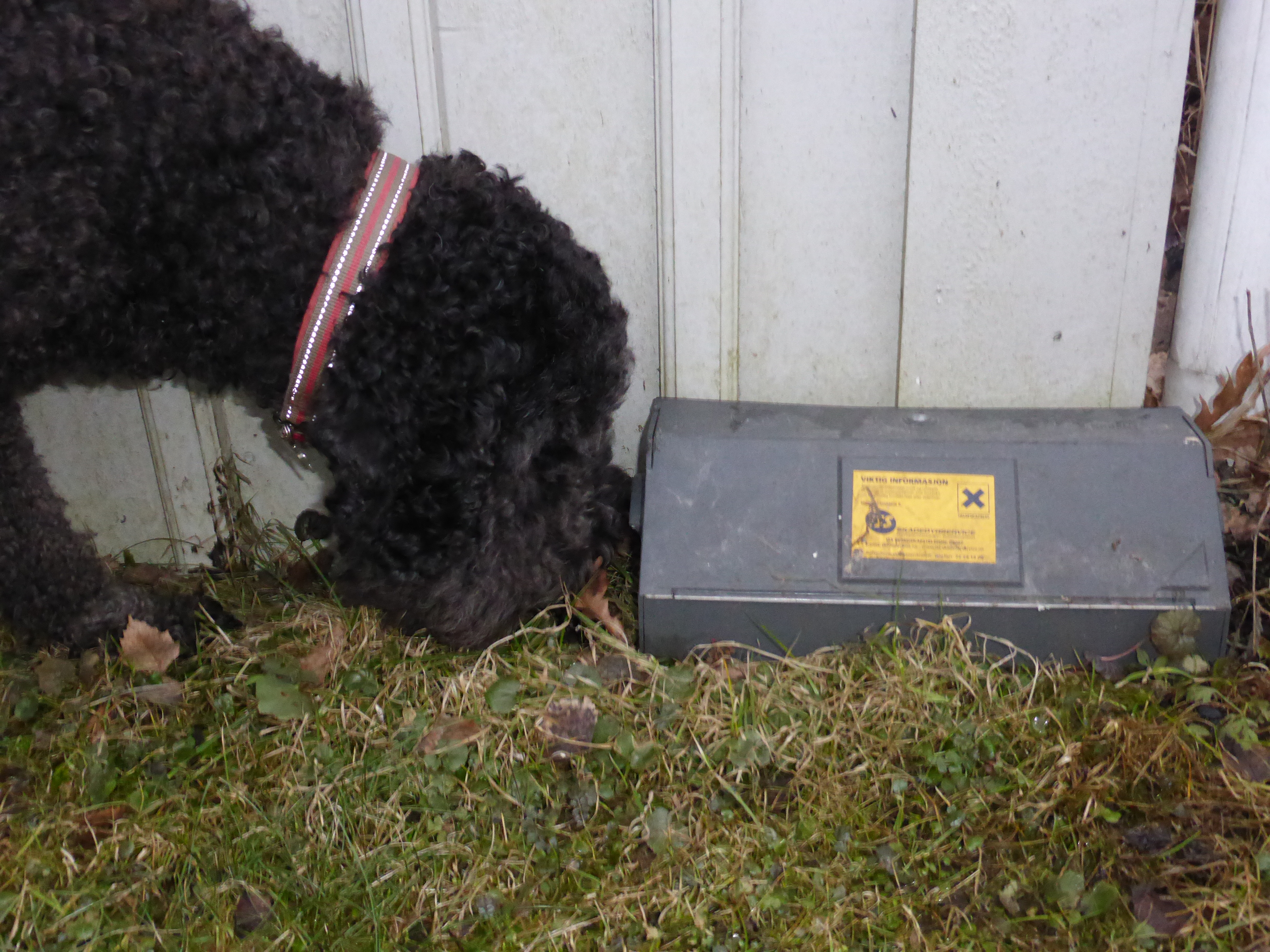 Hund som snuser på en boks med rottegift
