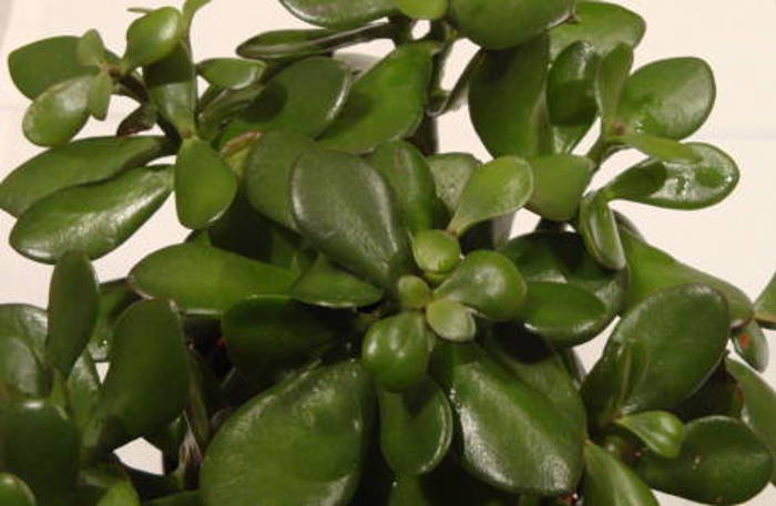 Planten har tykke, grønne blader.