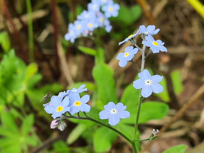 Blomst med blå kronblad, gul eller hvit i midten og med hårete stengel