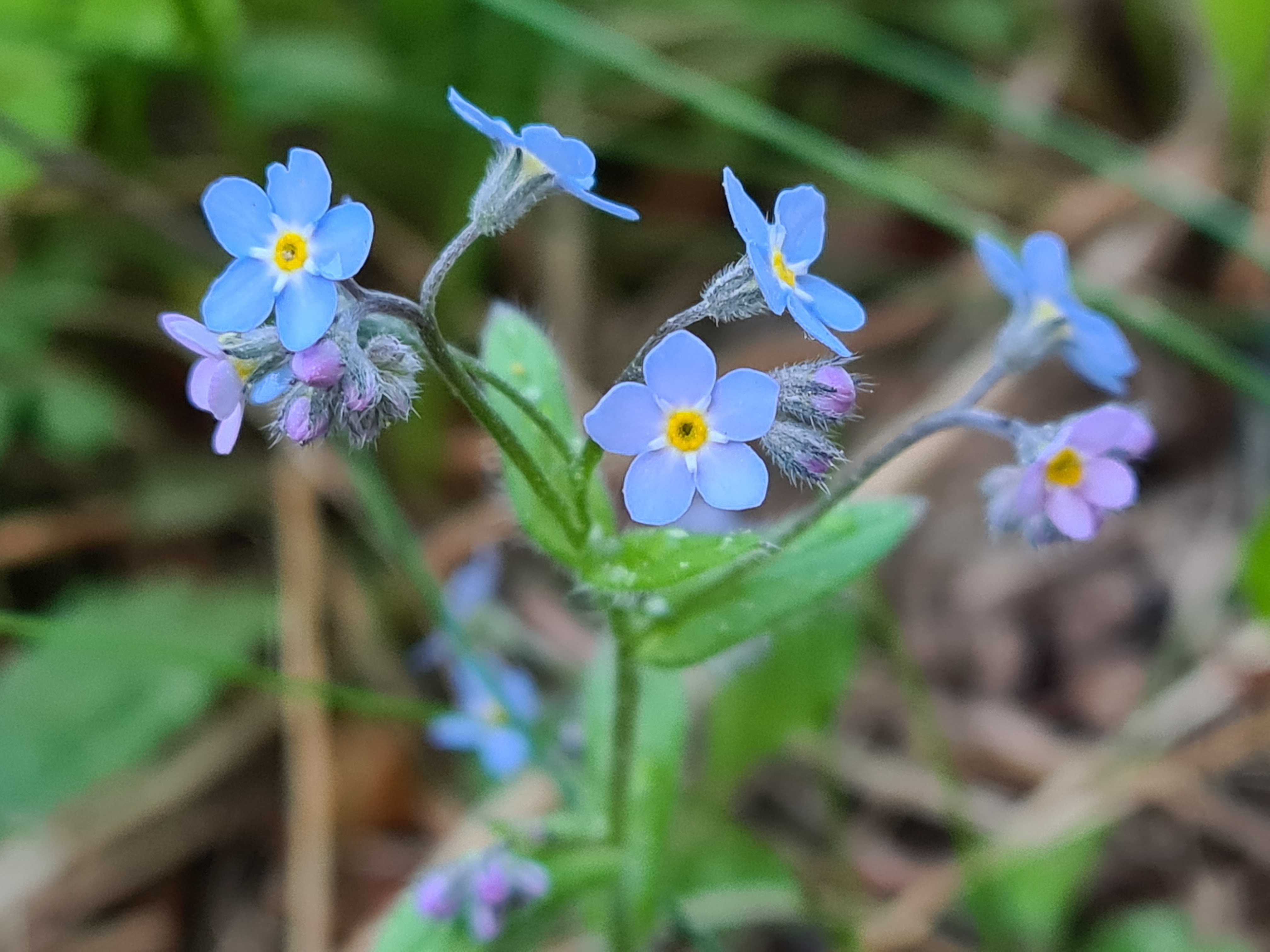 små blå eller lilla blomster med små, gule skjell i røråpningen