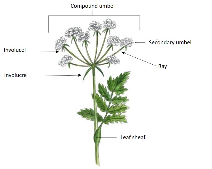 Identifying poisonoaus umbellifers Norway - Helsenorge