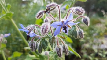Agurkurt har blå blomster med ruhårete stilker og blader