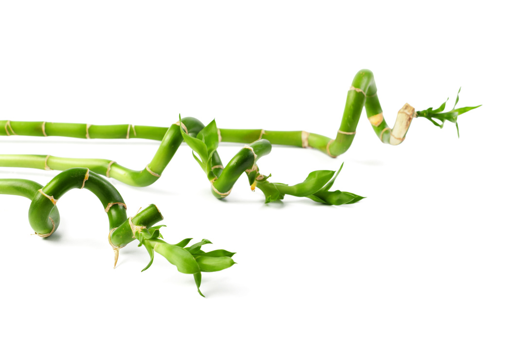 Grønne dracaena snittvekster på hvit bakgrunn