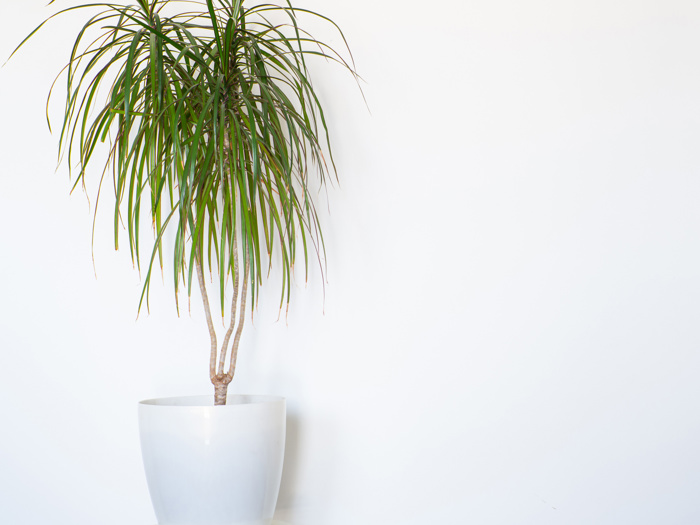 Dracaenaplante med lange hengende grønne blader i hvit potte, mot hvit vegg