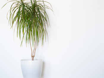 Dracaenaplante med lange hengende grønne blader i hvit potte, mot hvit vegg