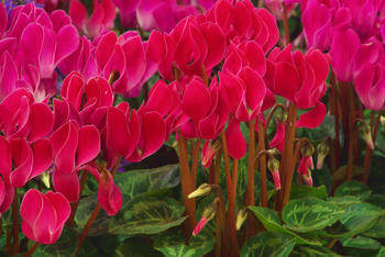 Alpefiol med rosa blomster på lange stilker og grønne blader