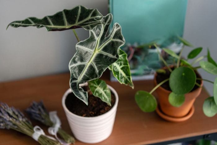 Bladplantar med store, skjoldforma blad.