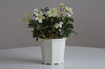 Mørkegrønne blader med hvit blomst og gul pollenbærer.