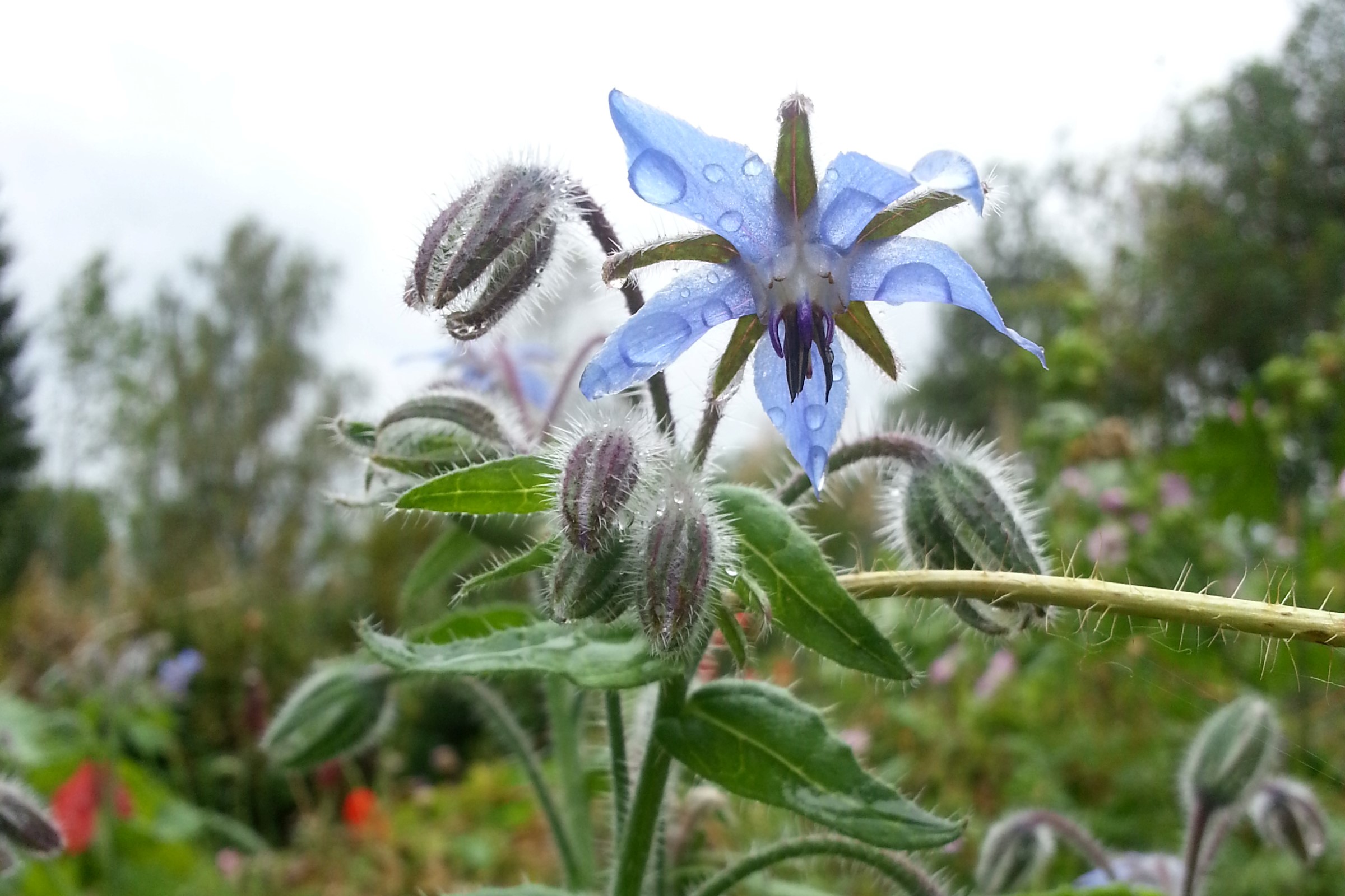 blå blomst med hårete stilk og blader