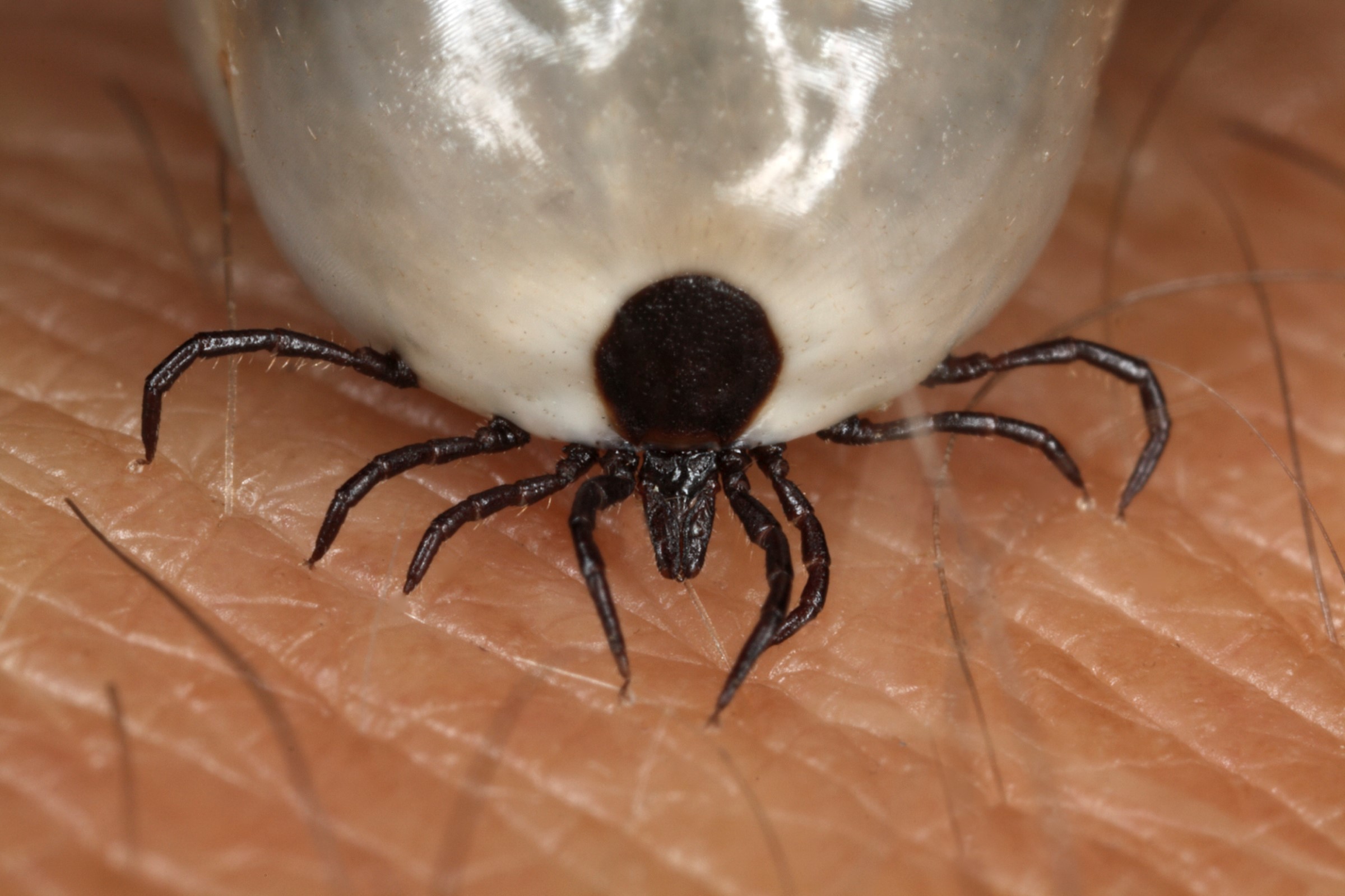 Borreliose er en sykdom som spres av flått.