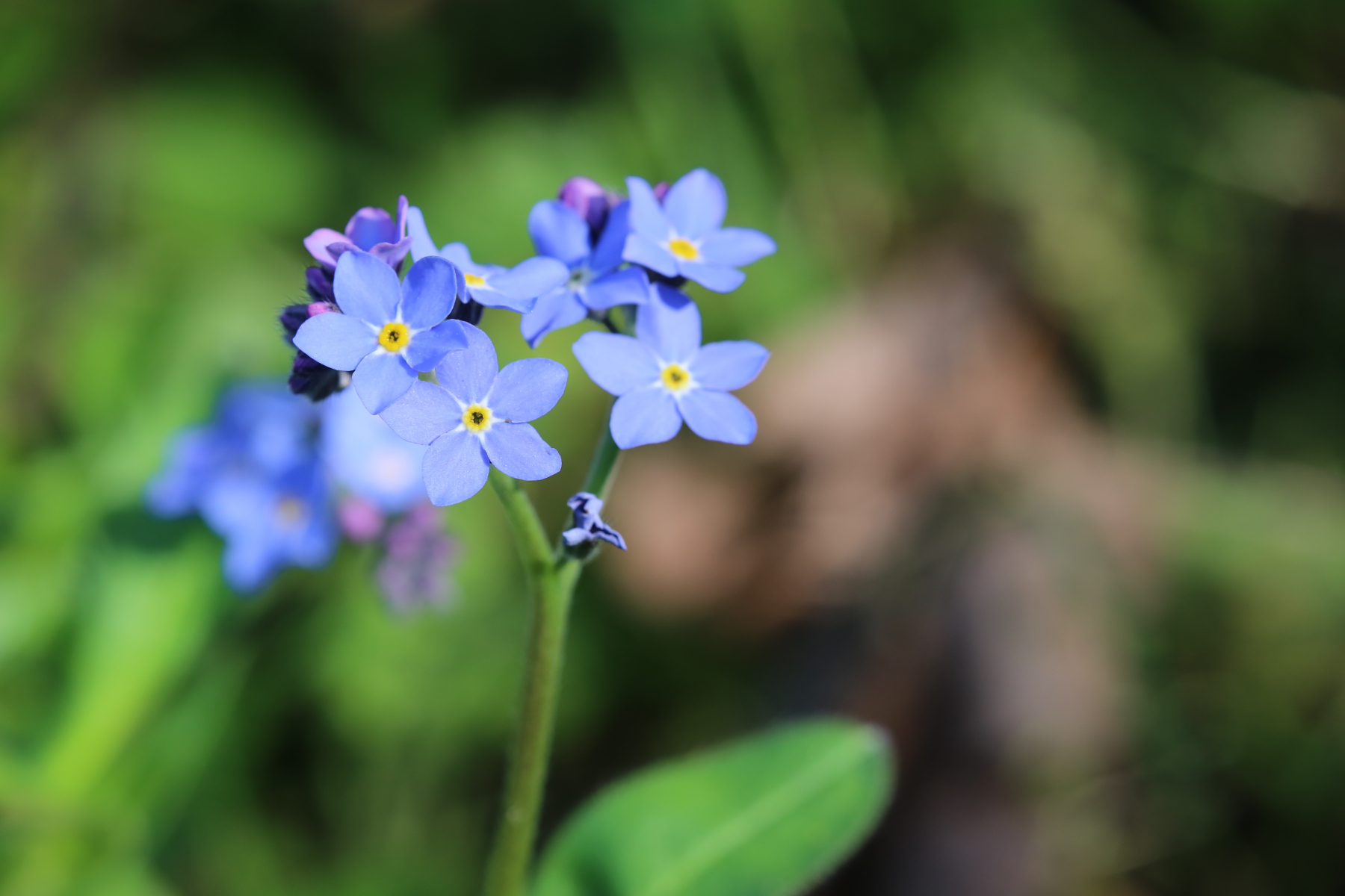 små blå blomster med små, gule skjell i røråpningen