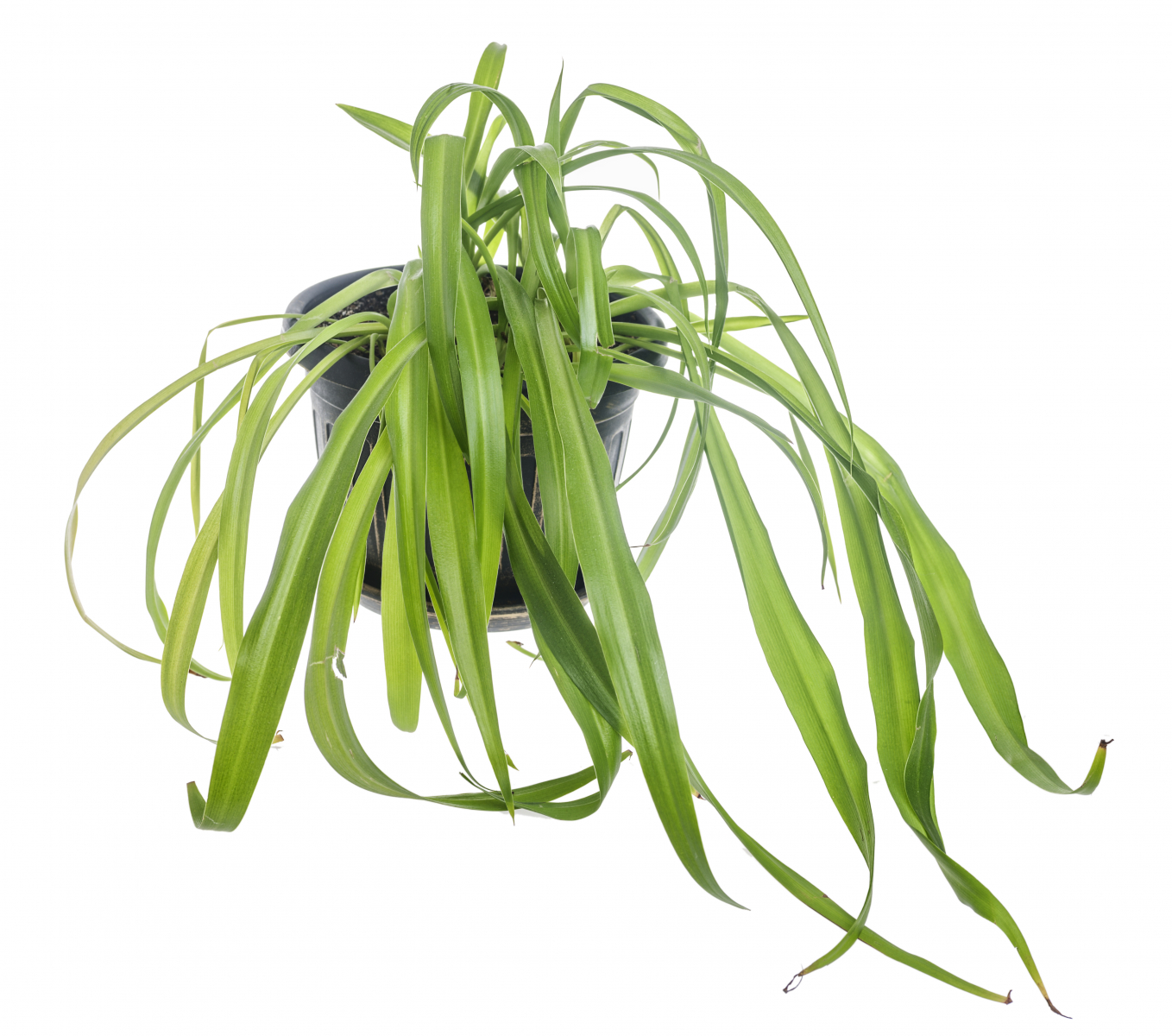 Plante med lange, båndformede blader som henger