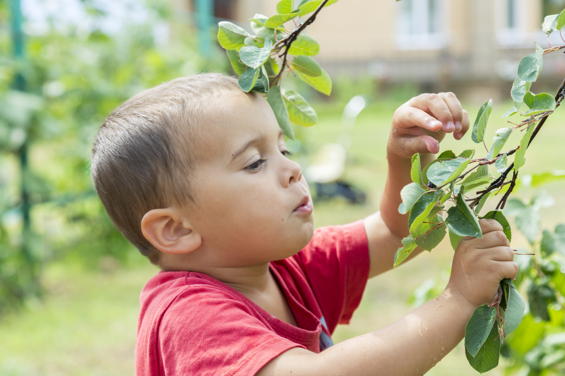 Young child eating berries