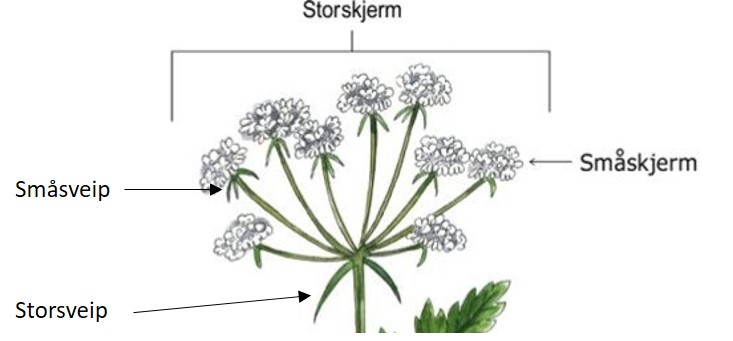 Illustrasjonsbilete av ein skjermplante